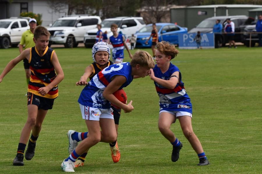 Bulldogs vs CMS Crows